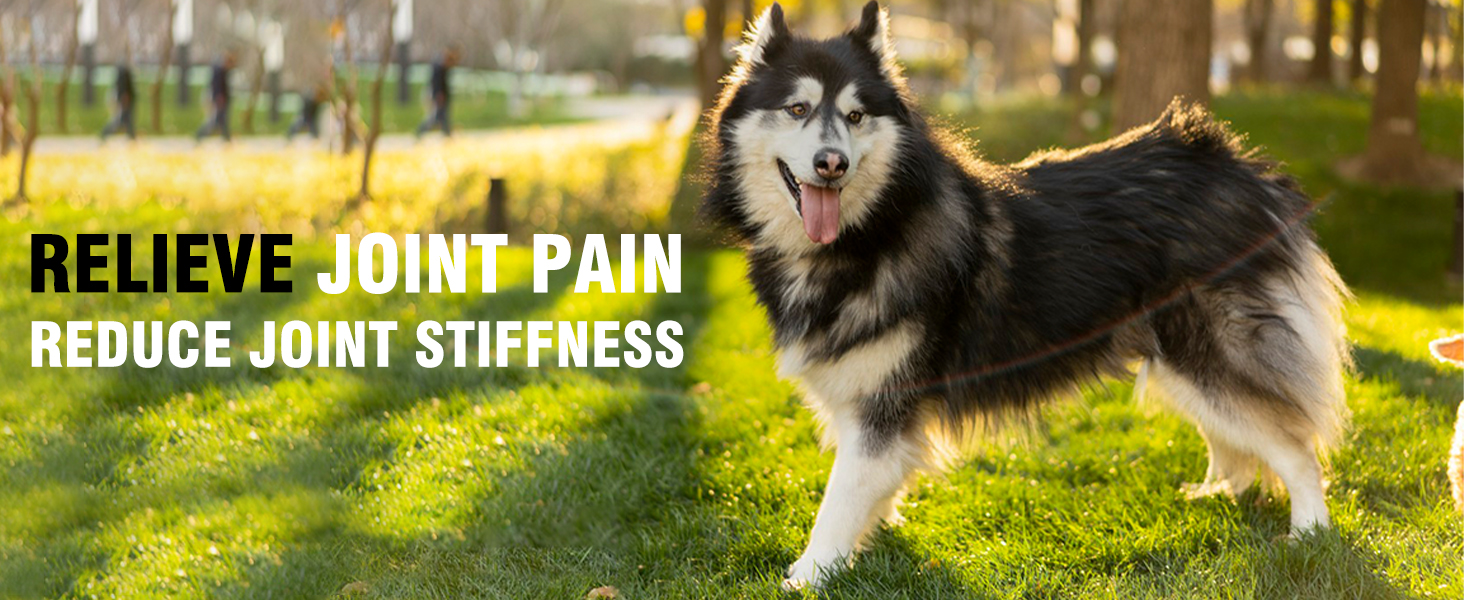 Glucosamine for Dogs 200pcs Joint Support Supplement Dog Hip and Joint Chondroitin Chews Treats with MSM Dog Joint Pain Relief Mobility Supplements Chicken Flavor Fit All Large Small Medium Breed amazon glucosamine for dogs